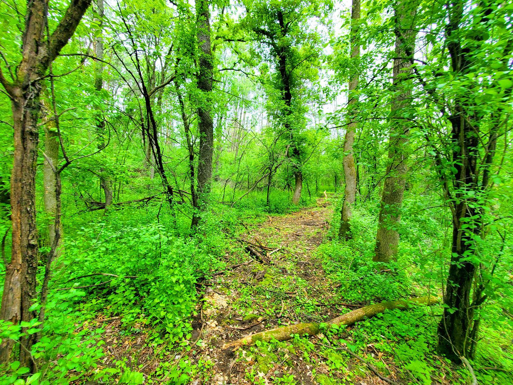 Trails through property