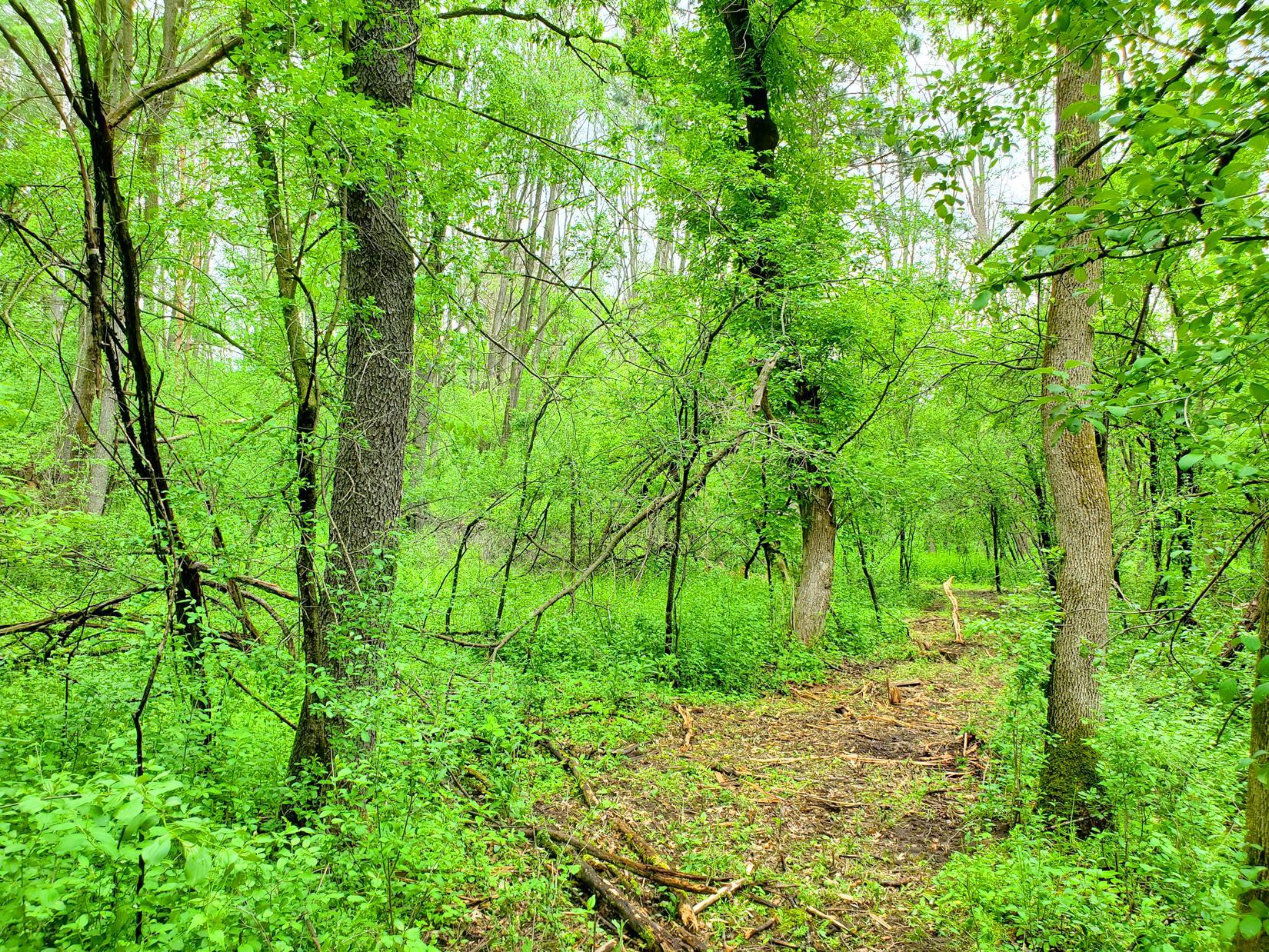 Trails through property