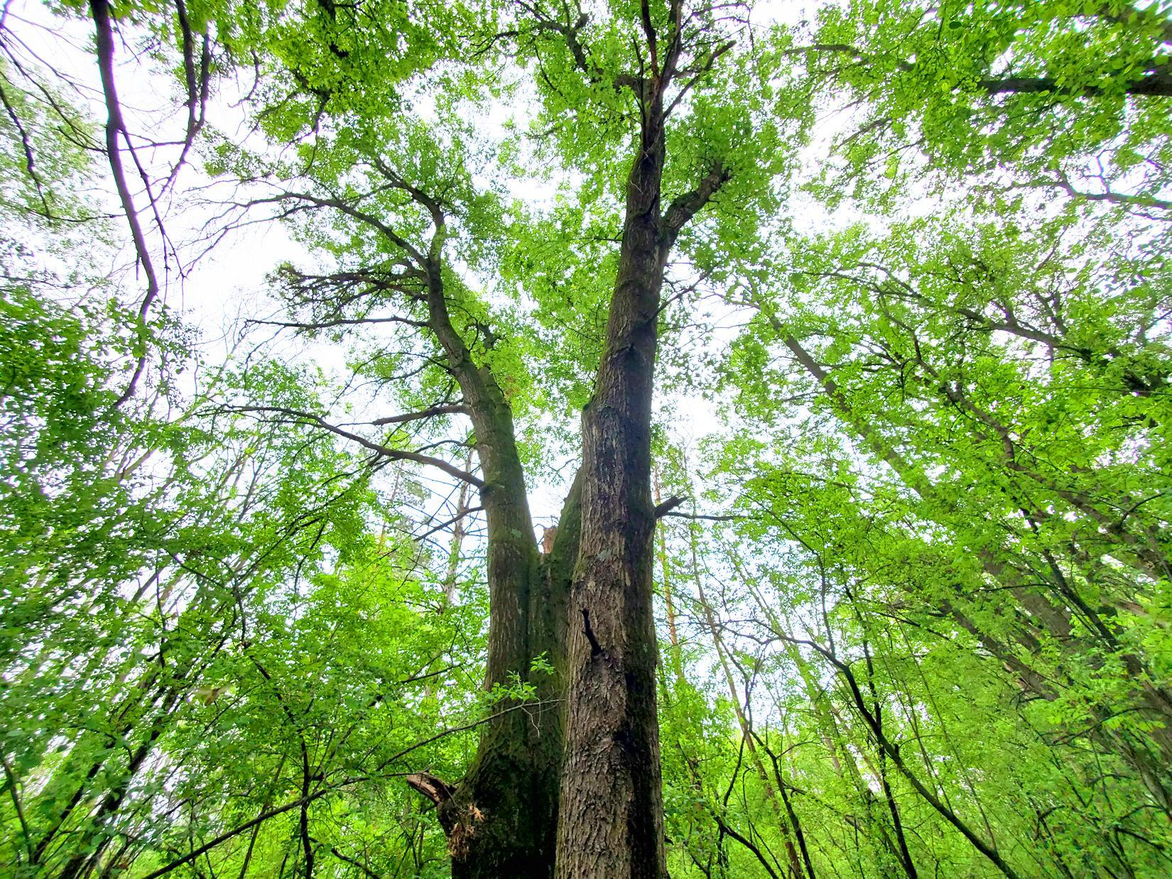 One of many large mature oaks.