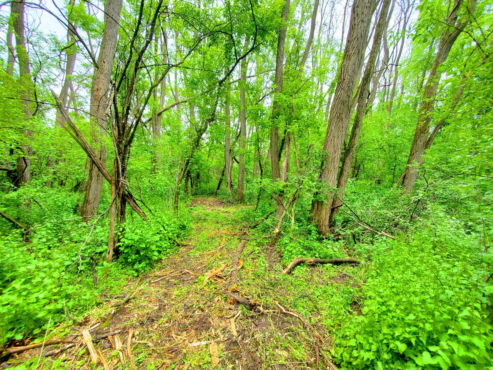 Trails through property