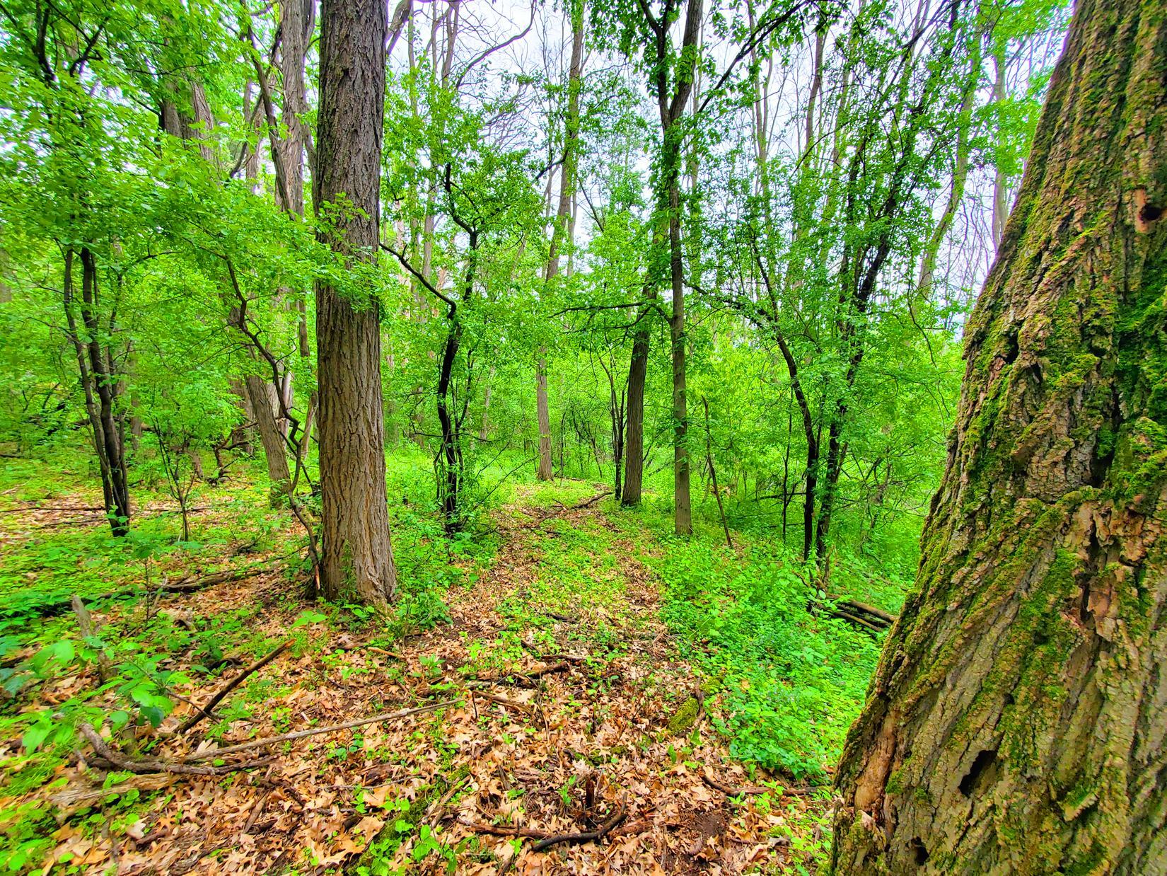 Trails through property