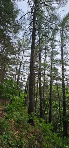 34108 310th Street, Lanesboro, MN 55949