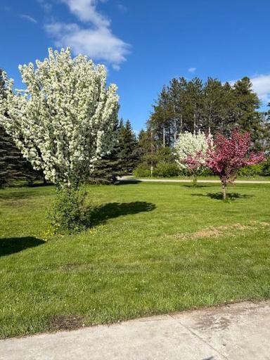 Front yard with flowering trees by the huge concrete driveway.