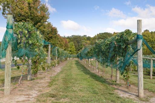 The vineyard was planted in 2015. It has just under 2 acres. Frontenac Blanc are the white grapes and represent 85% of the plantings. The red grapes are Petite Pearl. Both varieties are licensed.