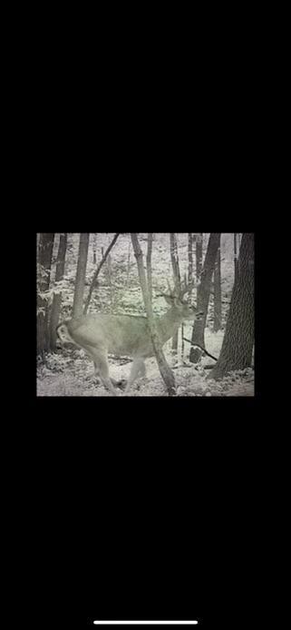 Trail Cam