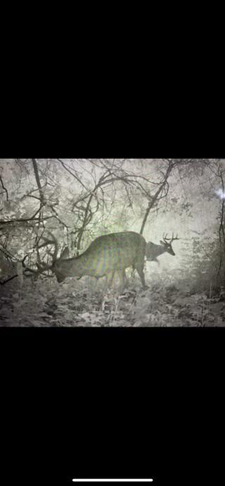 Trail Cam