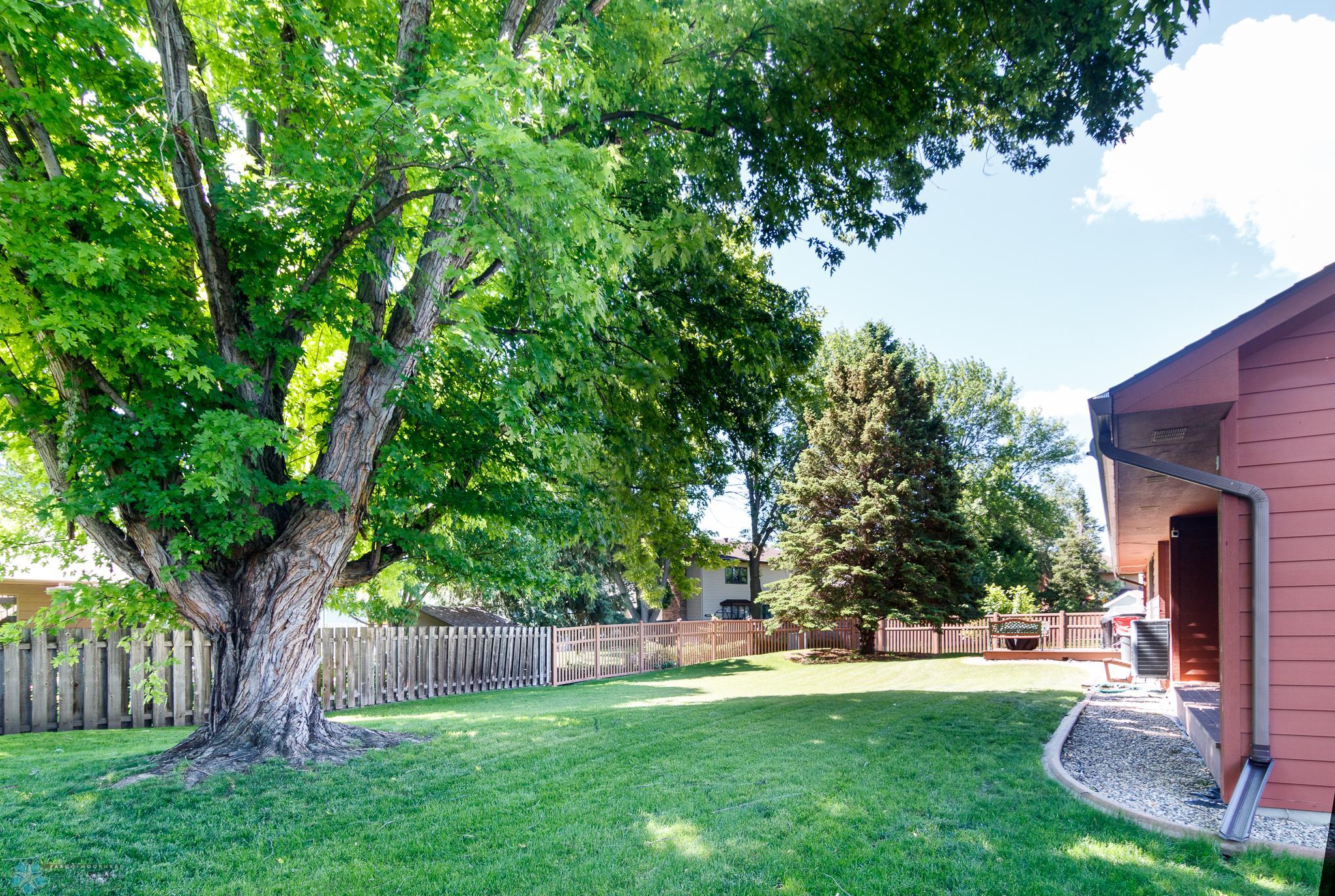 mature trees