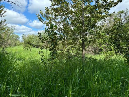 TBD County Road 7, Bagley, MN 56621