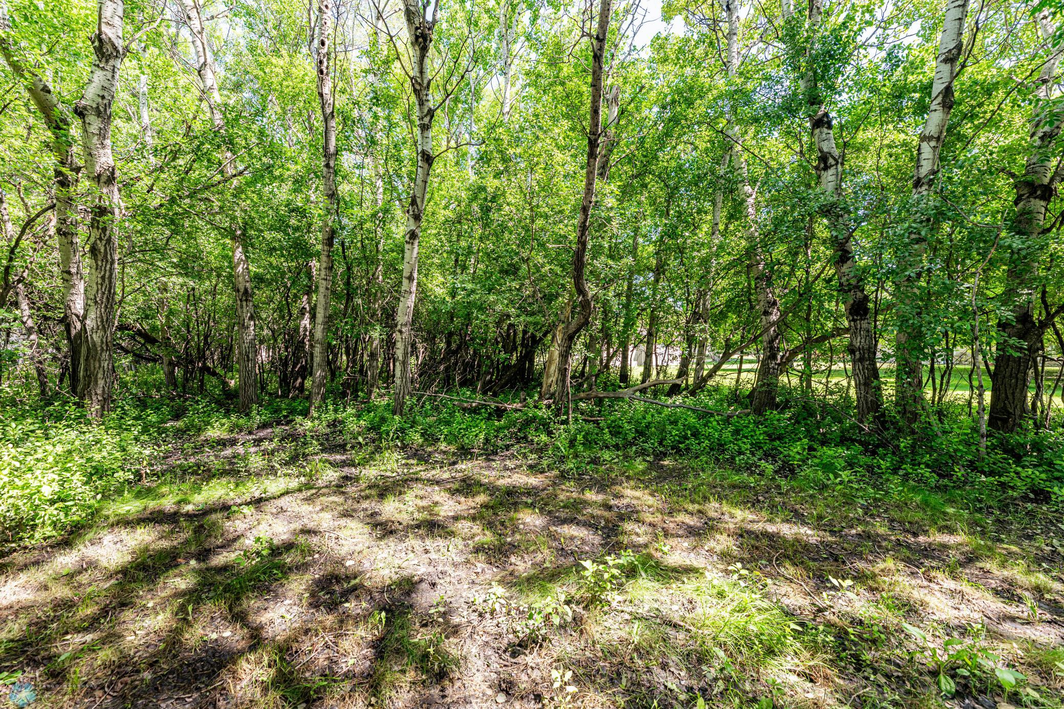 Wooded area in the back of the yard