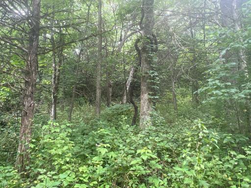 26718 County 21, Lanesboro, MN 55949