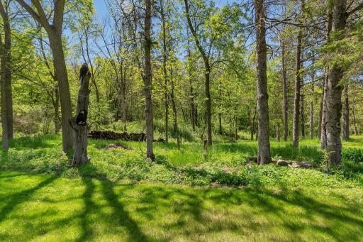 These woods have many riding trails and lots to discover