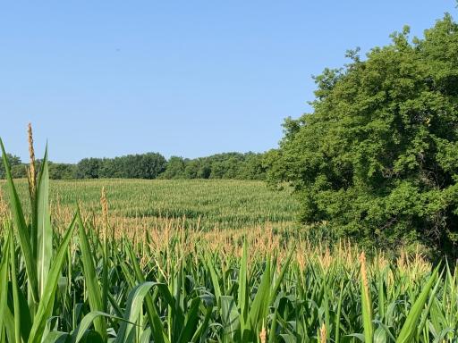 Summer Field