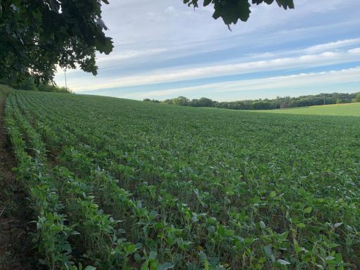 Field