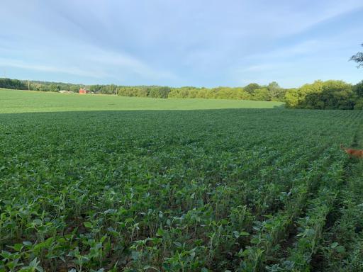 Field