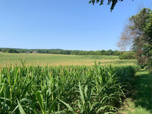 Summer Field