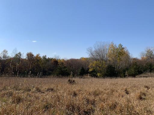 Fall Meadow