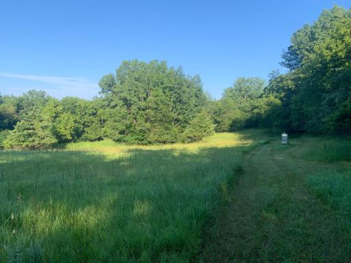 Summer Meadow