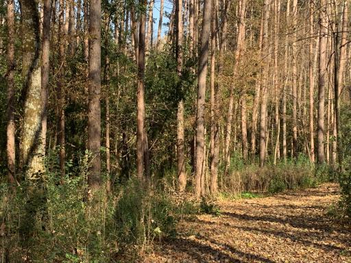 Trail Conifers