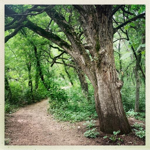 Trail