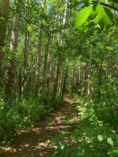Summer Trail