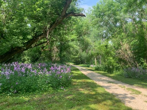 Summer Trail