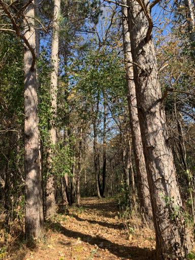 Trail Conifers