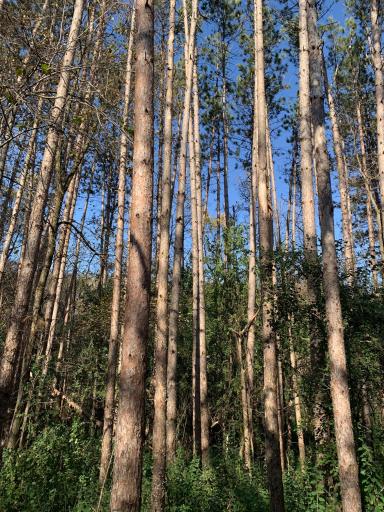 Trail Conifers