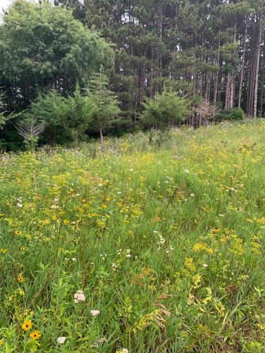 Summer Meadow