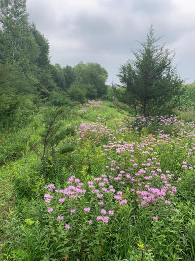 Summer Meadow
