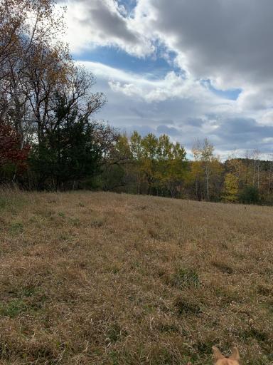 Fall Meadow