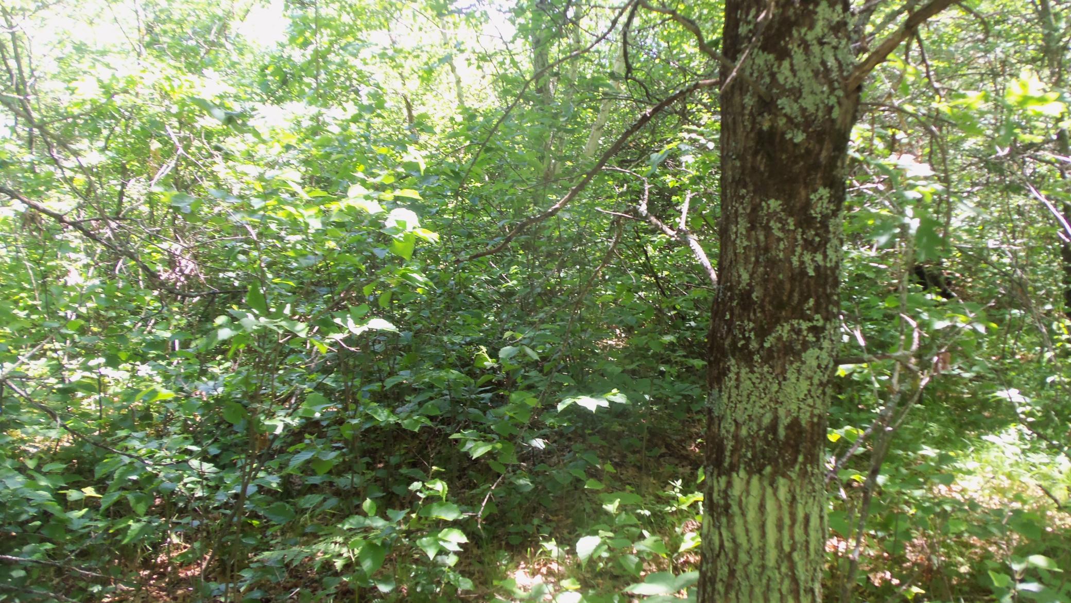 100_5393.JPG
