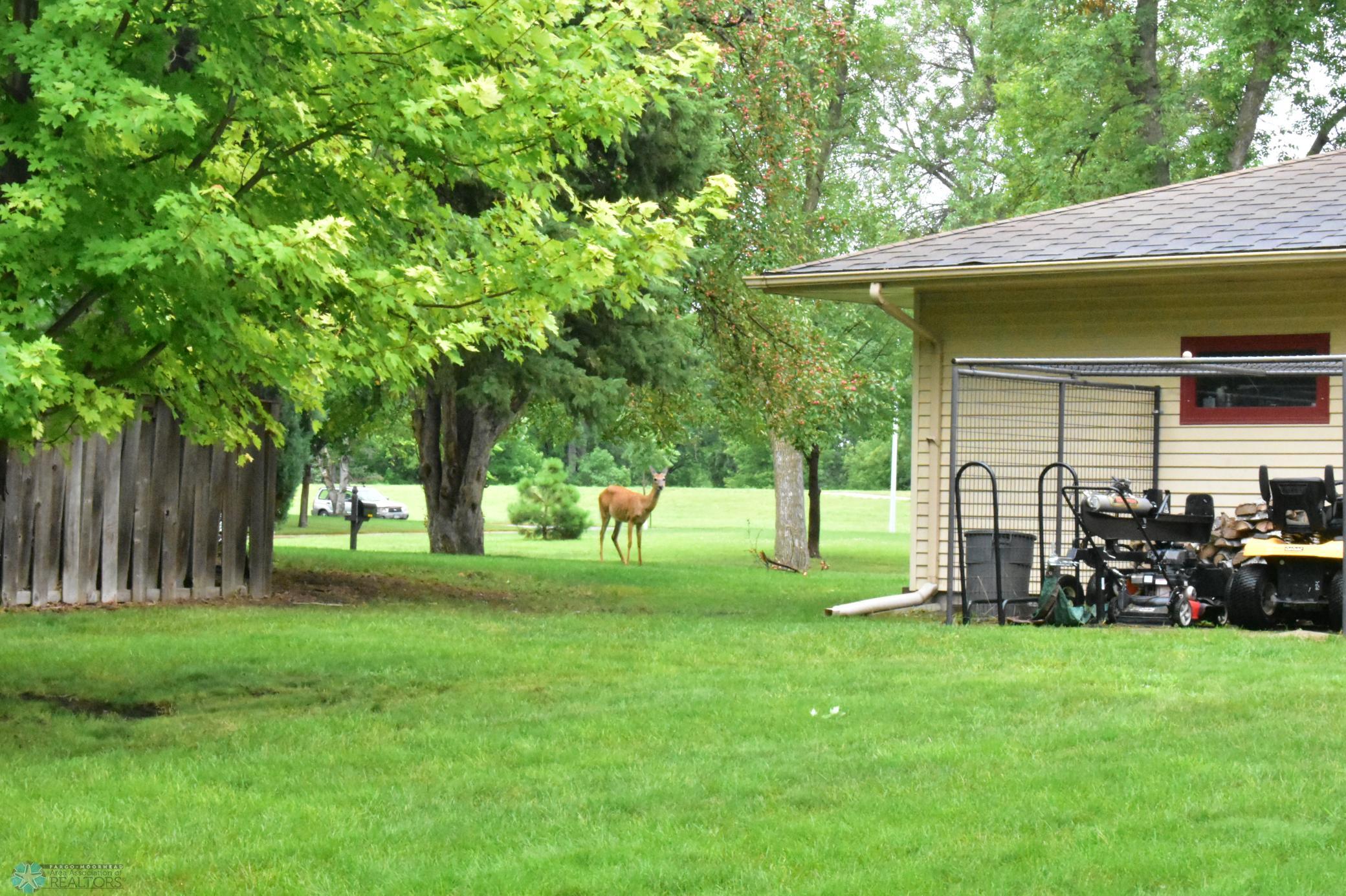 Backyard wildlife