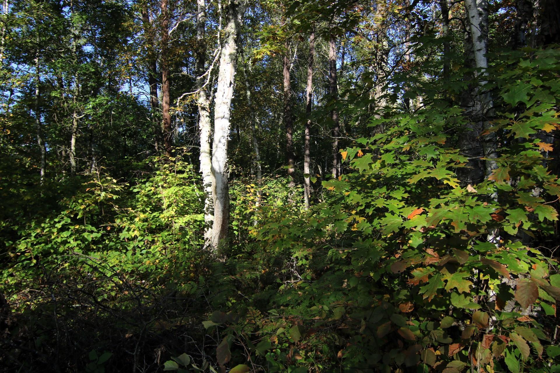 IMG_5980.JPG