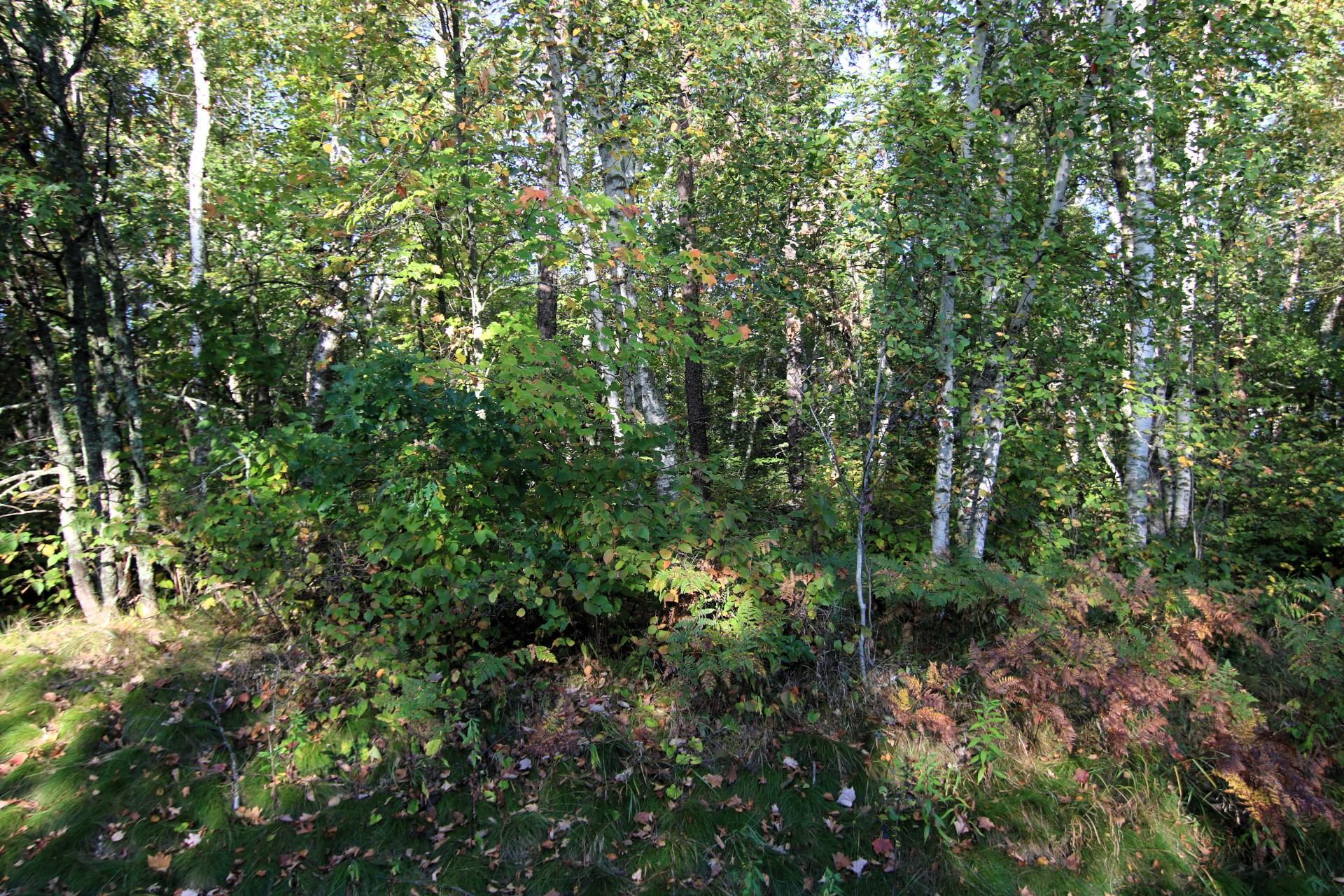 IMG_5979.JPG