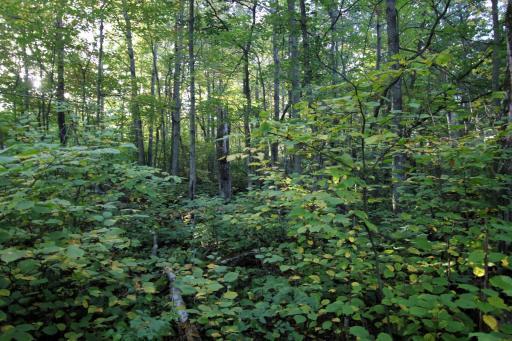 L3 B13 WB15 Winter Trail, Breezy Point, MN 56472