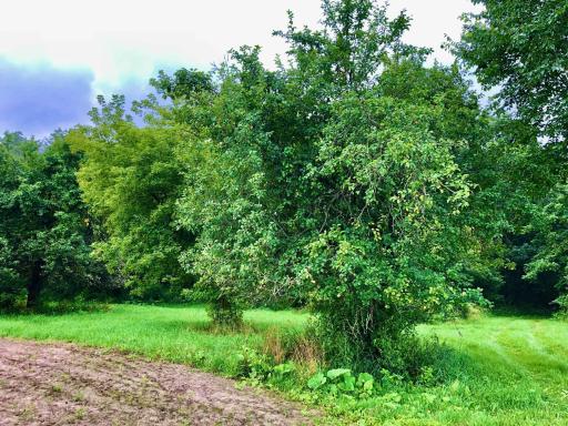11250 Davy Road, Hokah, MN 55941