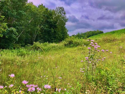 11250 Davy Road, Hokah, MN 55941
