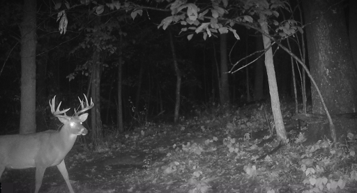 11250 Davy Road, Hokah, MN 55941