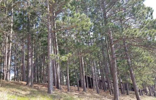 34243 County Highway 46, Park Rapids, MN 56470