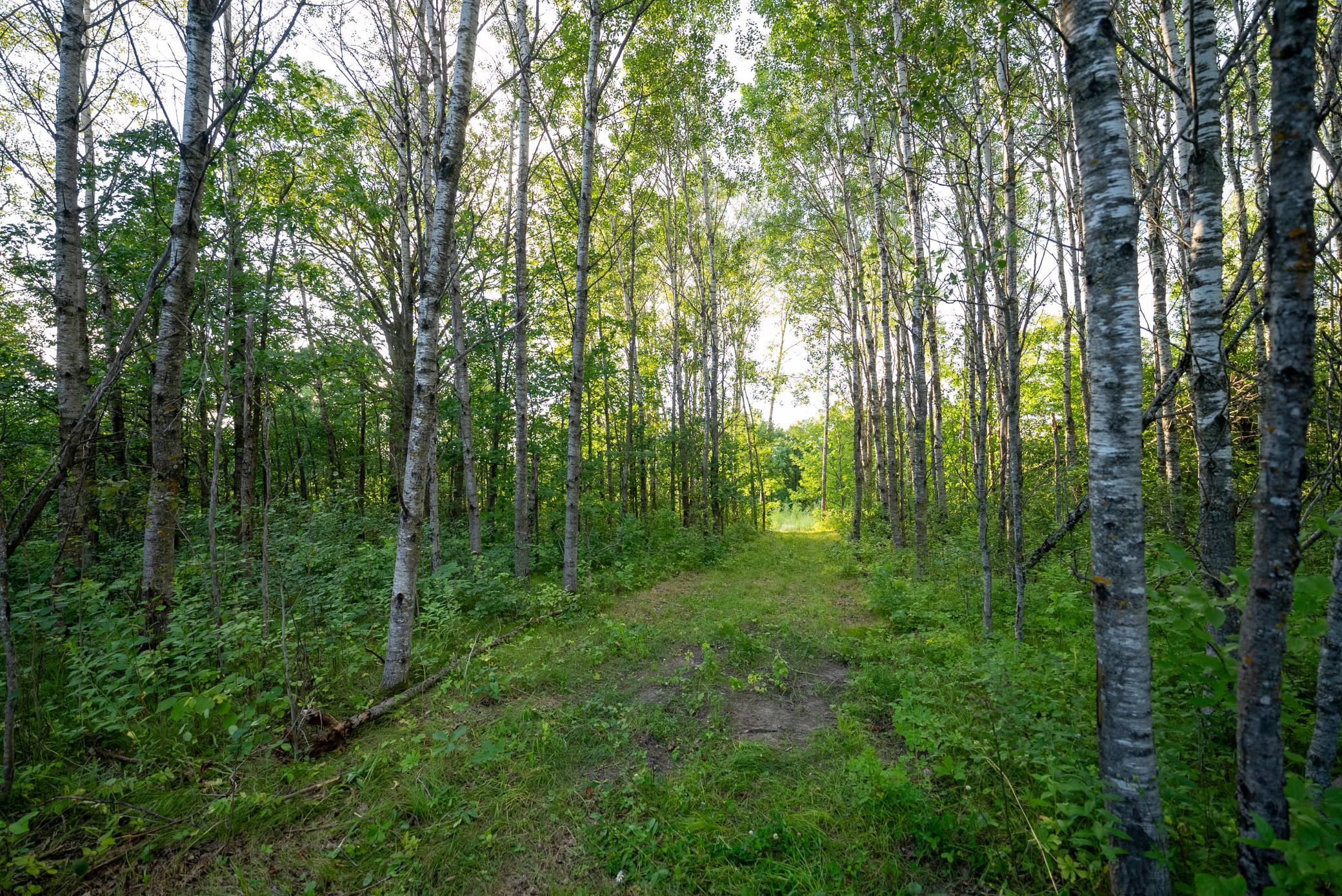 Cass MN 1095 Featured ProPhoto-12.jpg