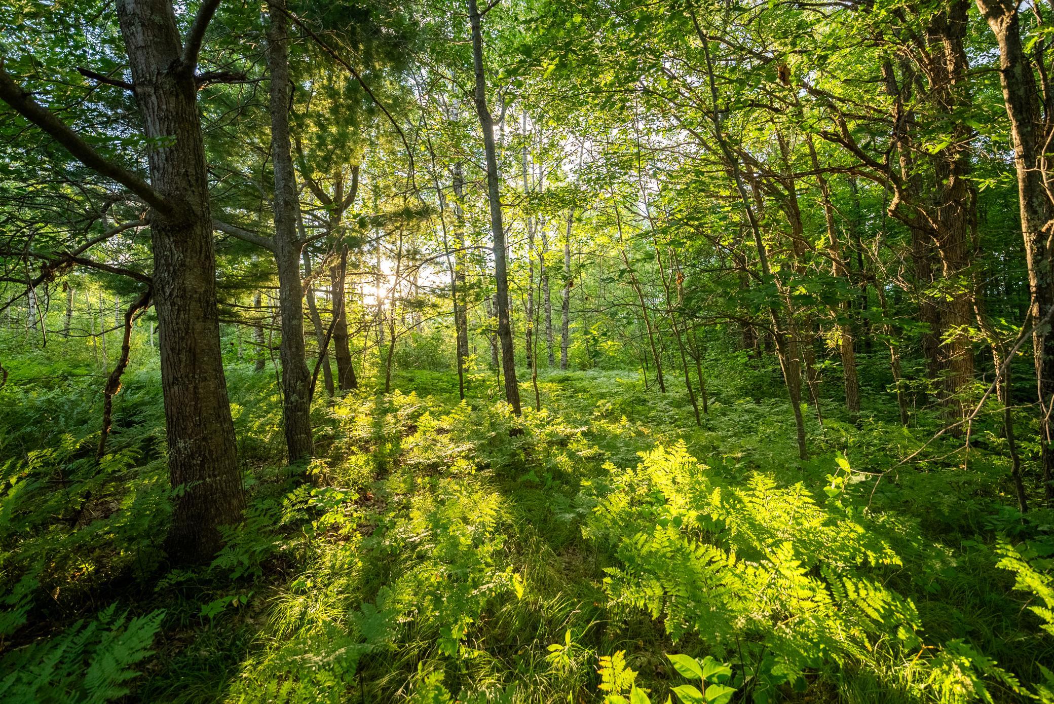 Cass MN 1095 Featured ProPhoto-13.jpg