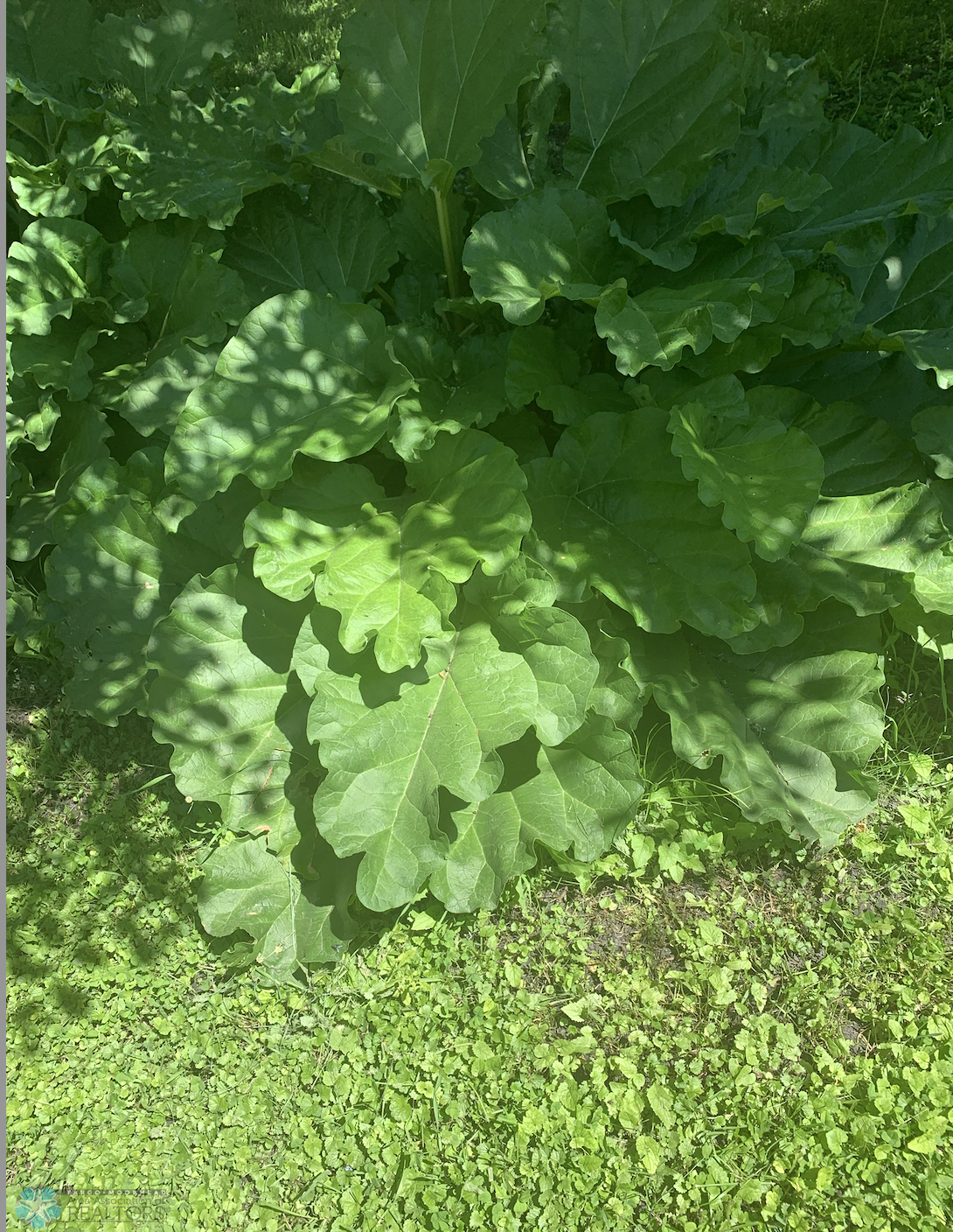 Rhubarb