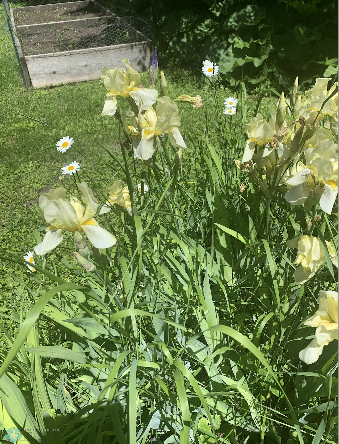 Yellow Irises and daisys