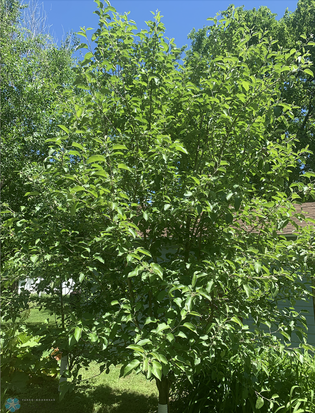 Apple Trees