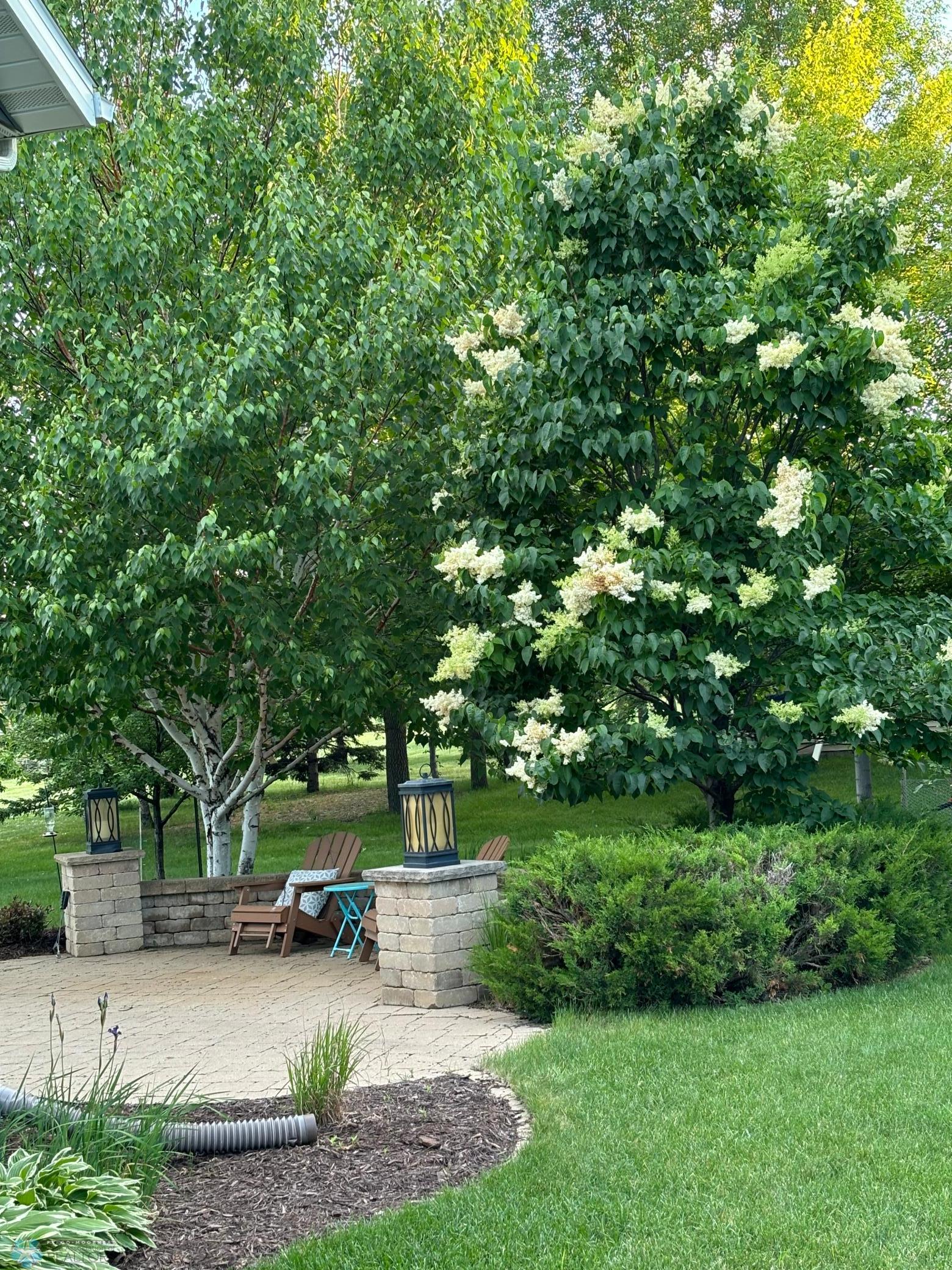 Mature Trees in backyard