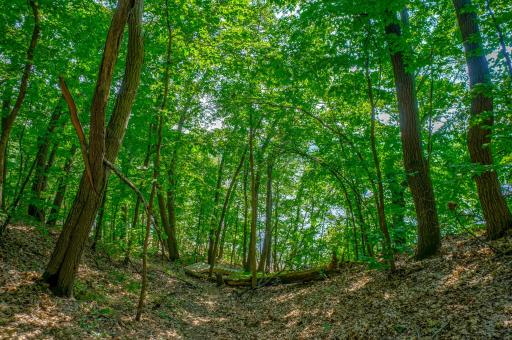 A nature walk along the ridge views down steep bluffs...a magical place! For hunters, many deer trails, turkeys galore, this family enjoys watching, not hunting, but for those that do, it's there