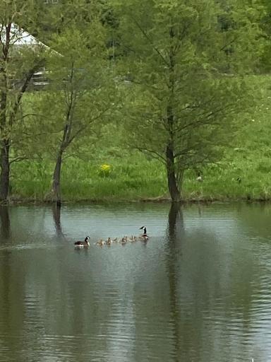 This Spring-Fed Pond is 1 of 2 on Either Side of the Driveway Entering the Property, a Favorite of Waterfowl, Deer, Turkey, Foxes and More Who also Make this Sanctuary with its Woods and Stream a Home. At 25 Feet Deep it Doesn't Turn Green in Summer.