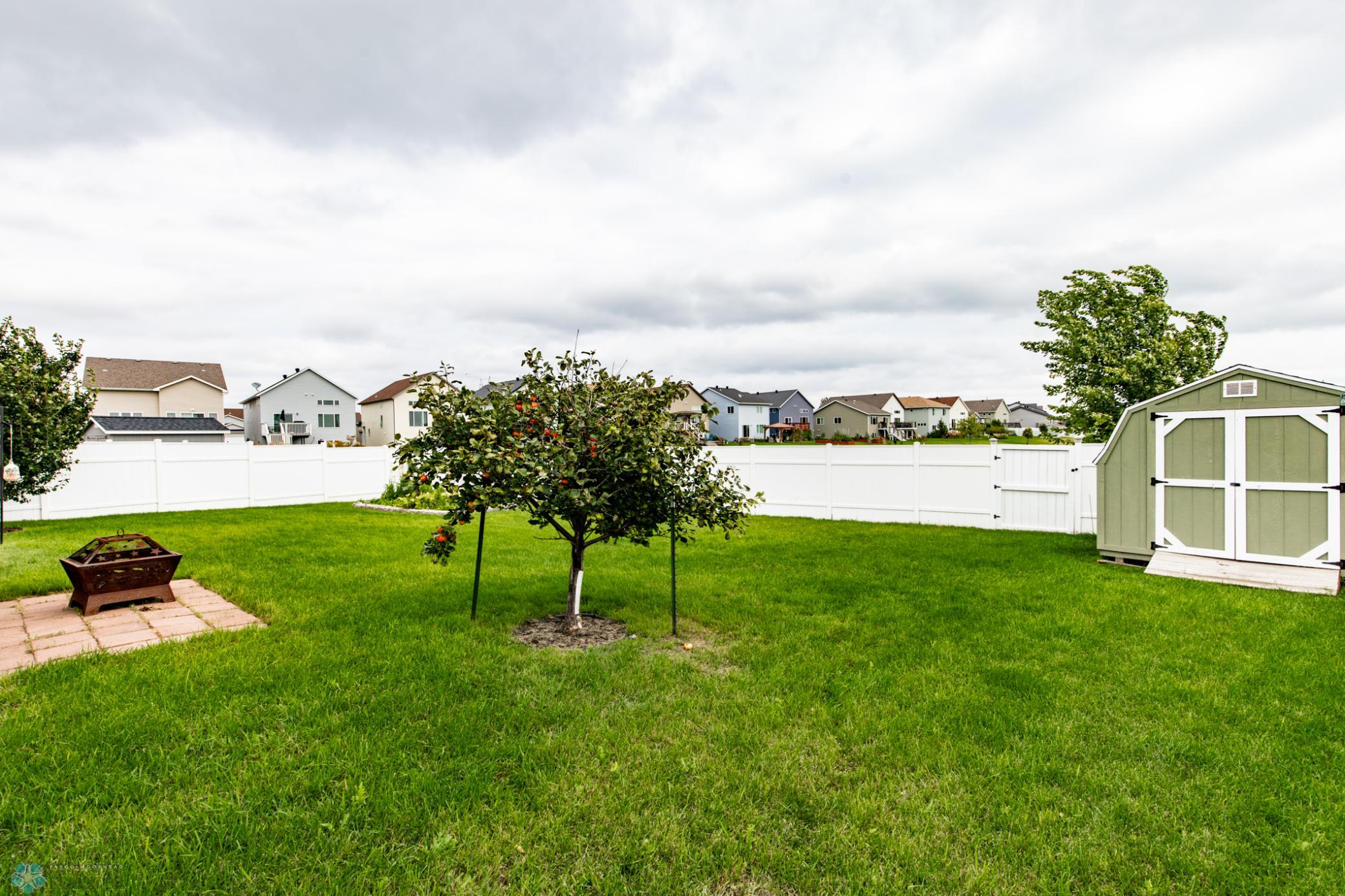Apple tree
