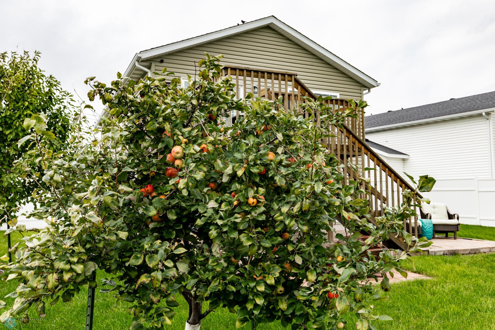 Apple tree