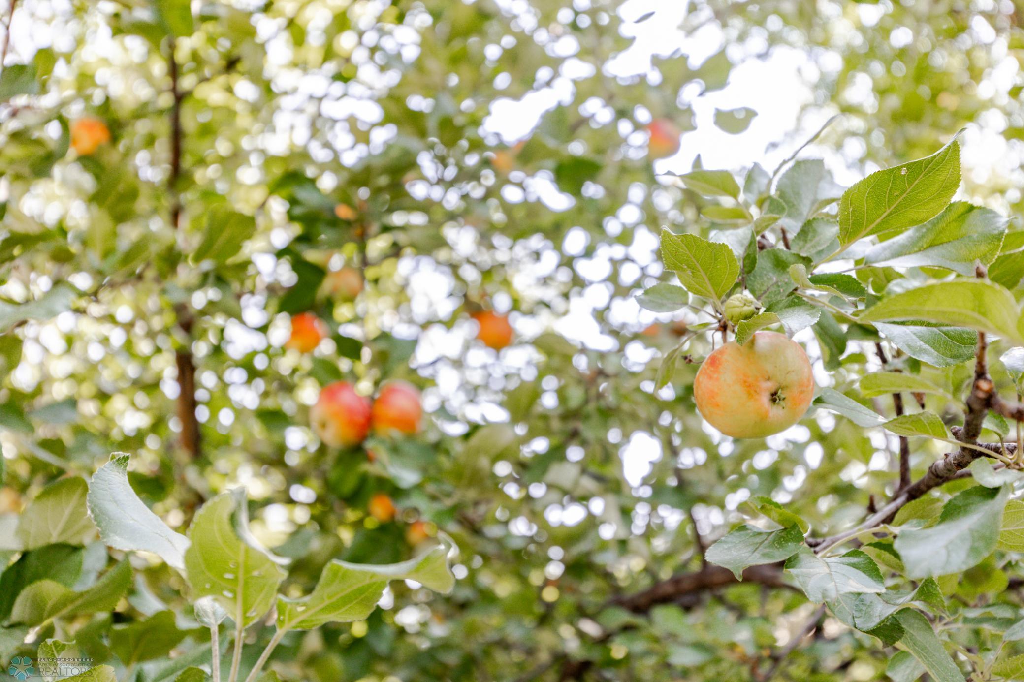 Apple Tree